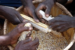 Burkina Faso: Maize harvest