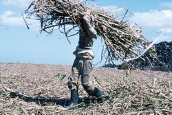 Cane sugar harvest Mauritius
