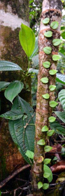 The diversity of rain forests provide sustainable livelihoods (Peru)