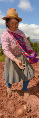 A farmer plants potatos, a matter of survival in the Andes mountains (Peru)