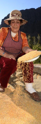 A farmer sorts the quinoa from the chaff (Peru) 