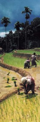 Rice planting in Sri Lanka
